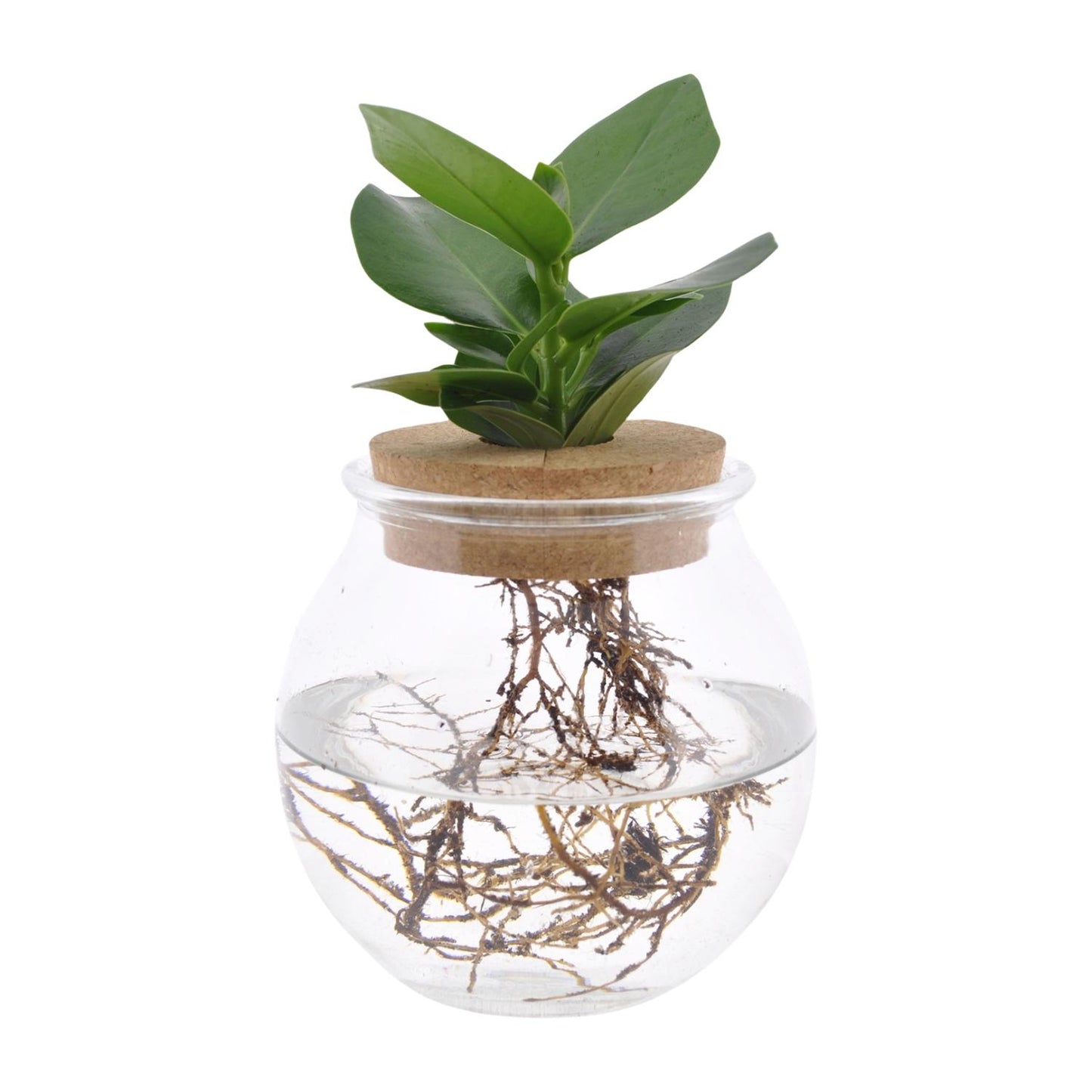 Clusia In Bowlglas - 30cm