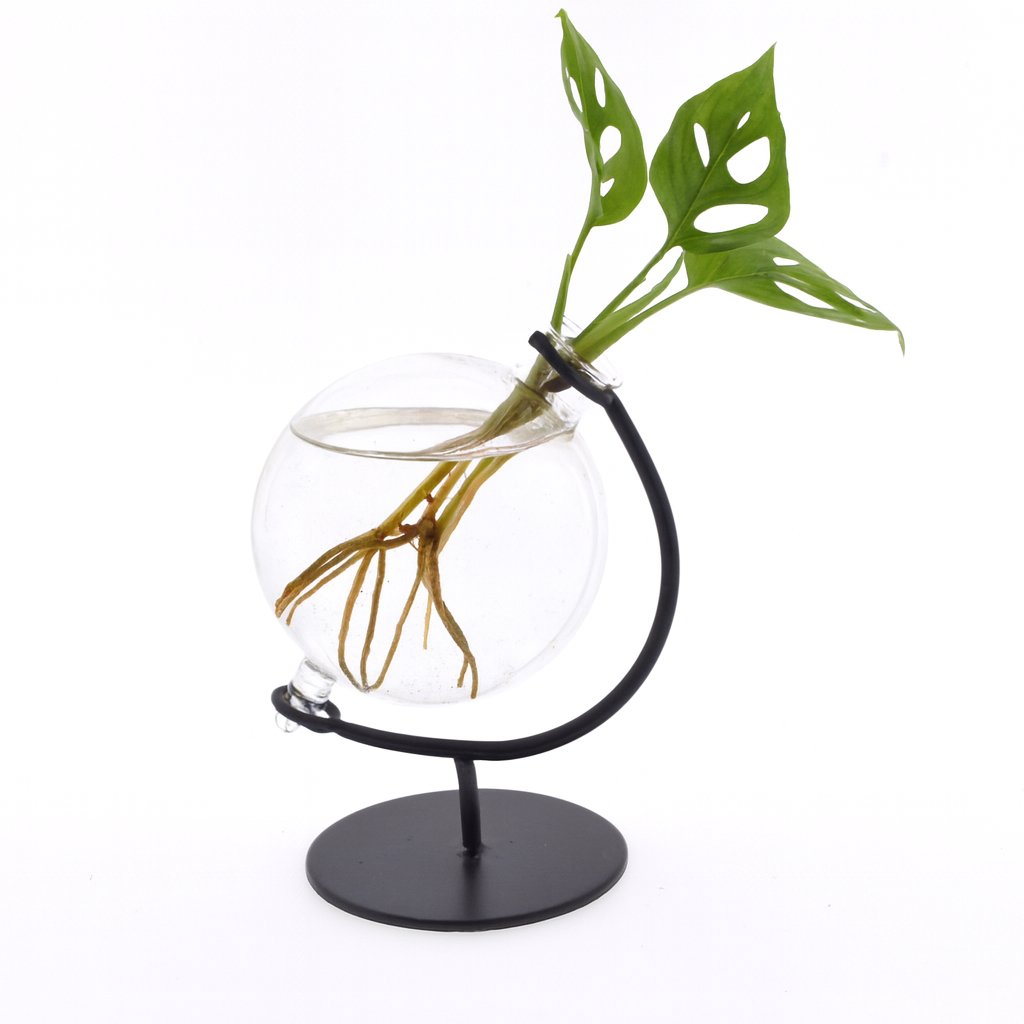 Clusia In Victoria Glas - 10cm