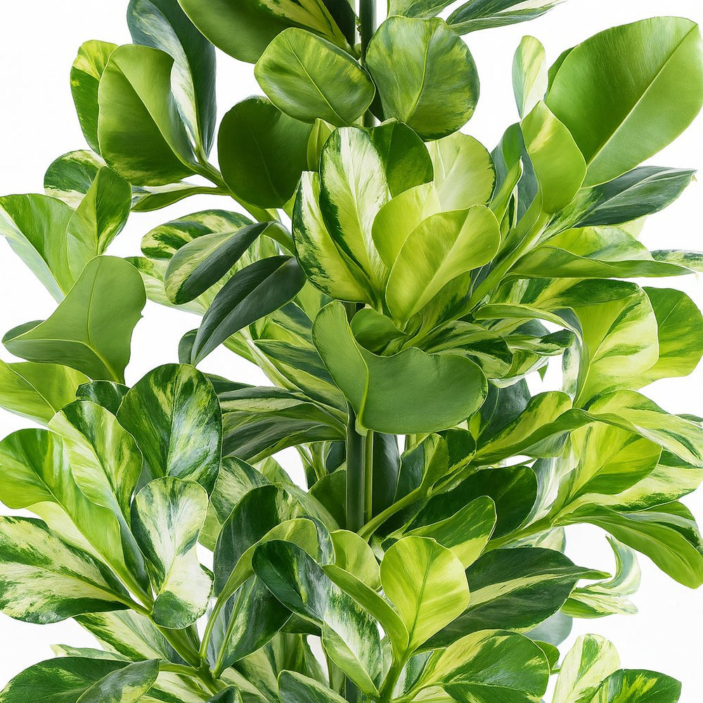 Clusia Rosea White Star 95cm Nahaufnahme