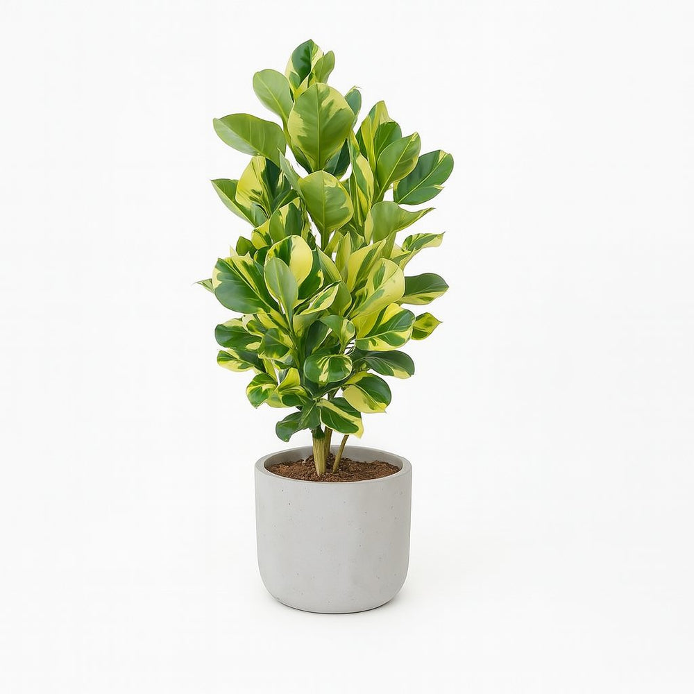Clusia Rosea White Star 95cm im 24cm Topf