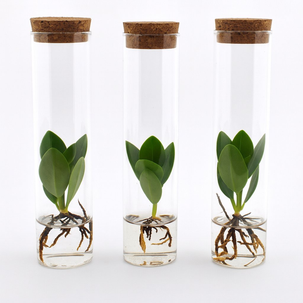 Clusia im Tube-Glas - 3 Stück - 15cm in einem modernen Studio mit modernem Topf