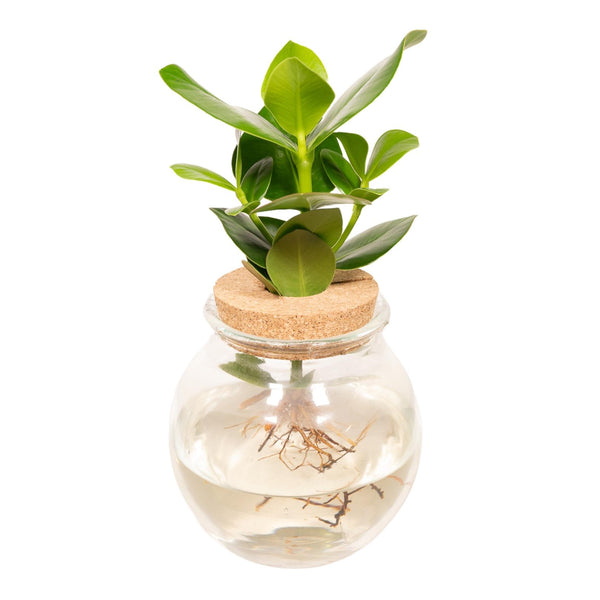 Clusia in Bolglas - 30cm in einem modernen Studio mit modernem Topf