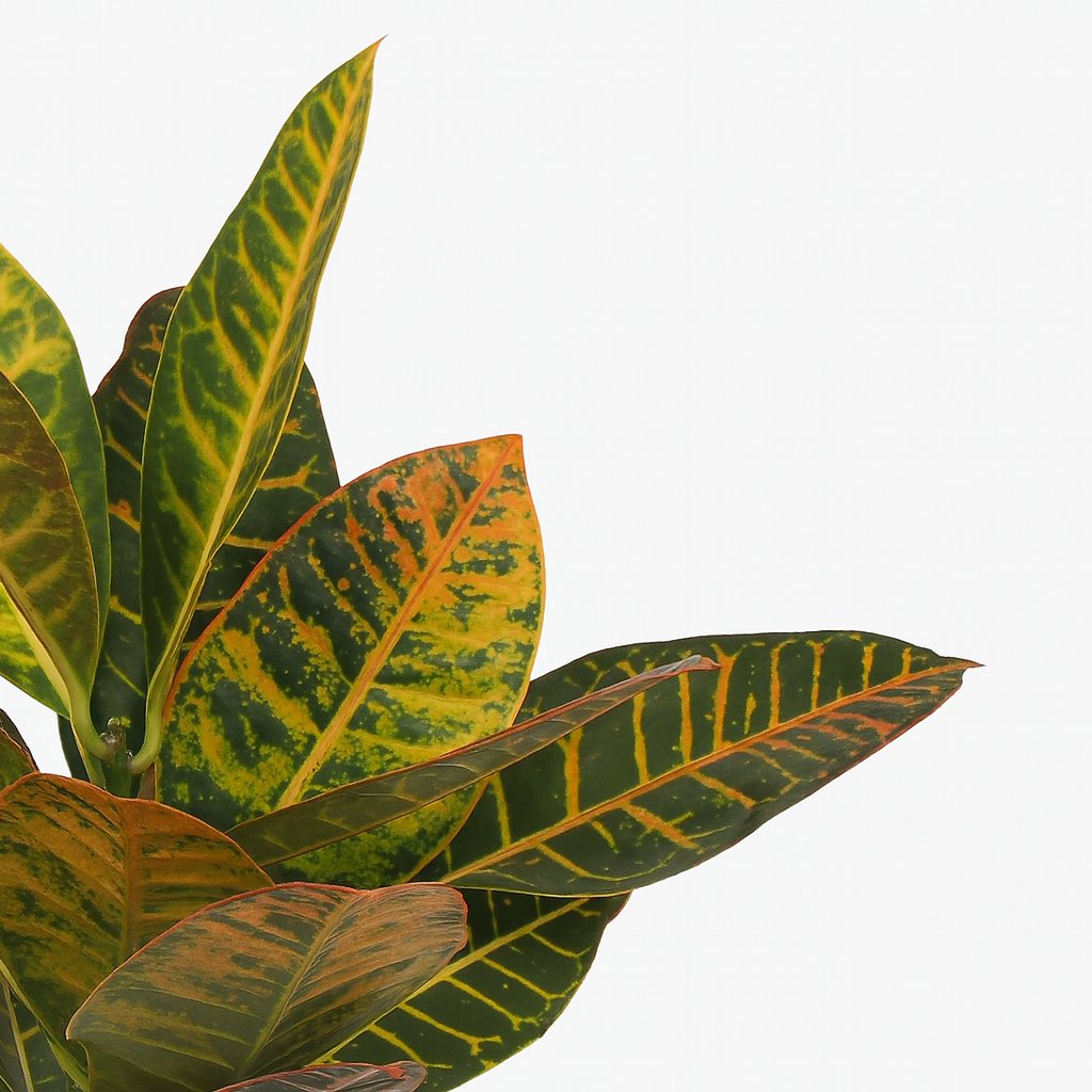 Codiaeum Petra - 45cm