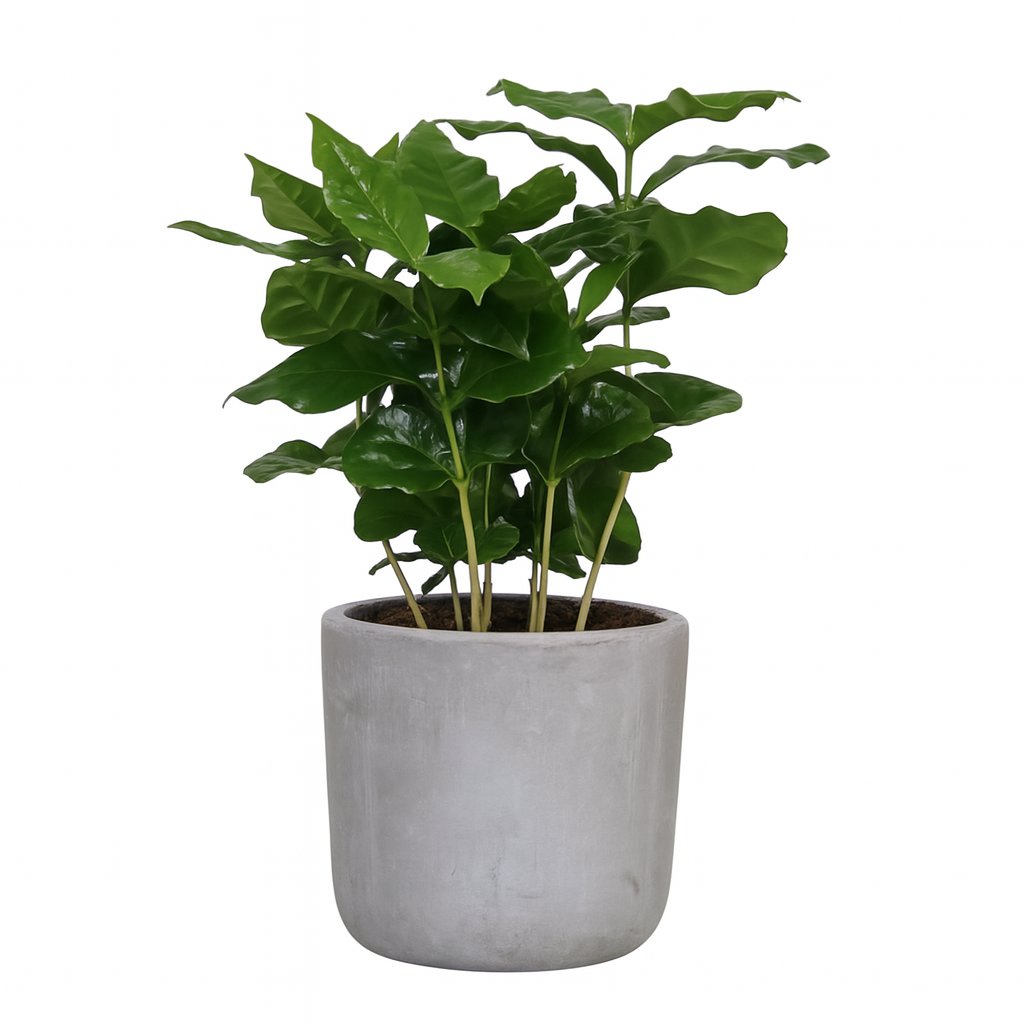 Coffea Arabica - 25cm in einem modernen Studio mit modernem Topf