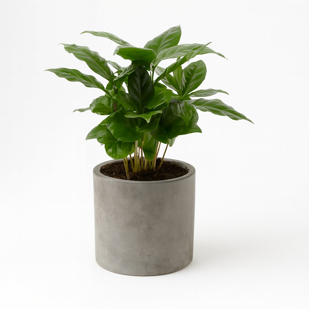 Coffea Arabica - 30cm