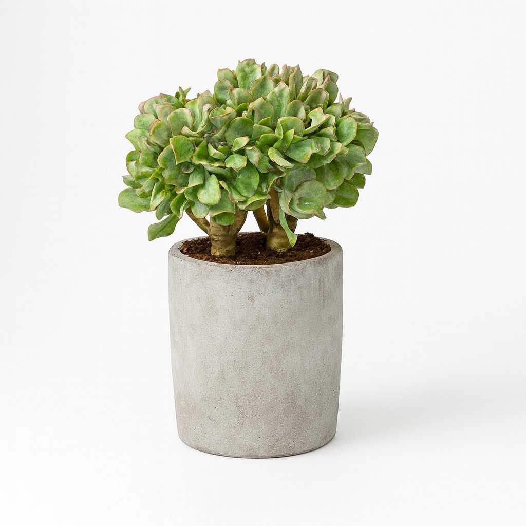 Crassula Arborescens Undilatifolia - 21cm