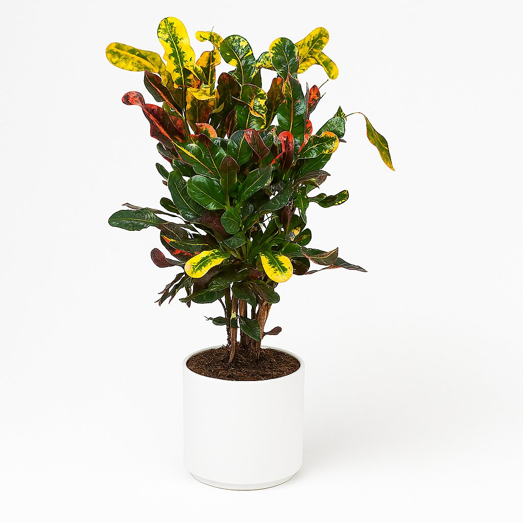 Croton Mammi - 60cm in einem modernen Studio mit modernem Topf