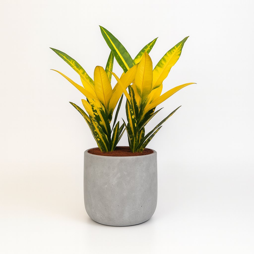 Croton Sunny Star - 30cm in einem modernen Studio mit modernem Topf