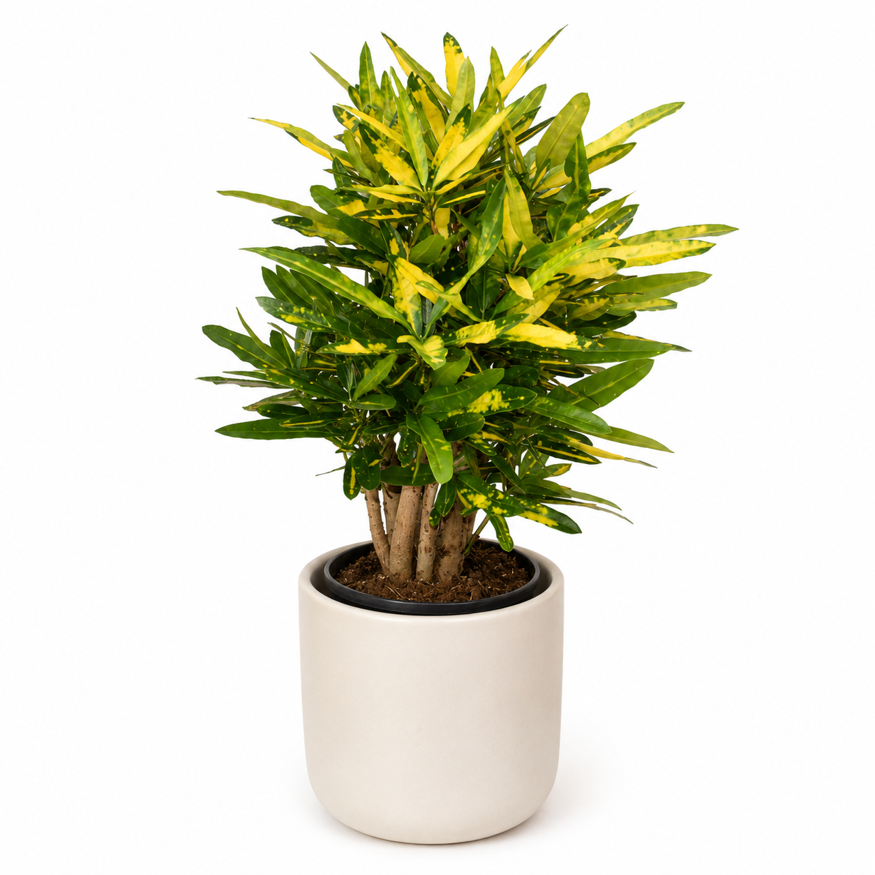 Croton Sunny Star 50cm im 14cm Topf