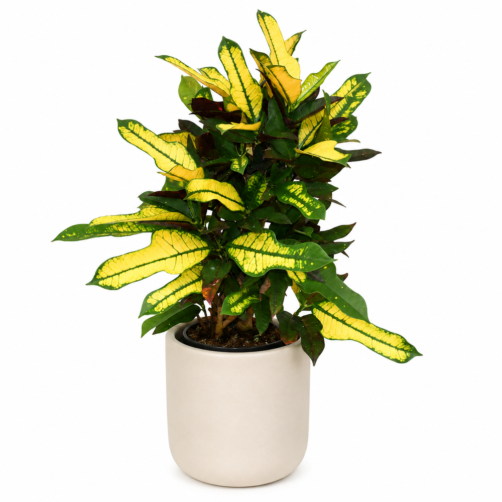 Croton Wilma 50cm im 14cm Topf