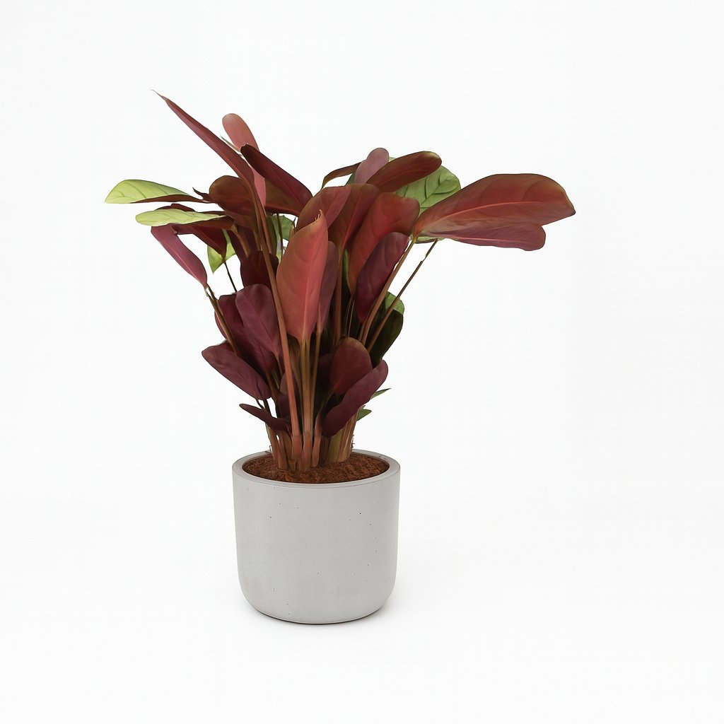 Ctenanthe Amagris - 25cm in einem modernen Studio mit modernem Topf