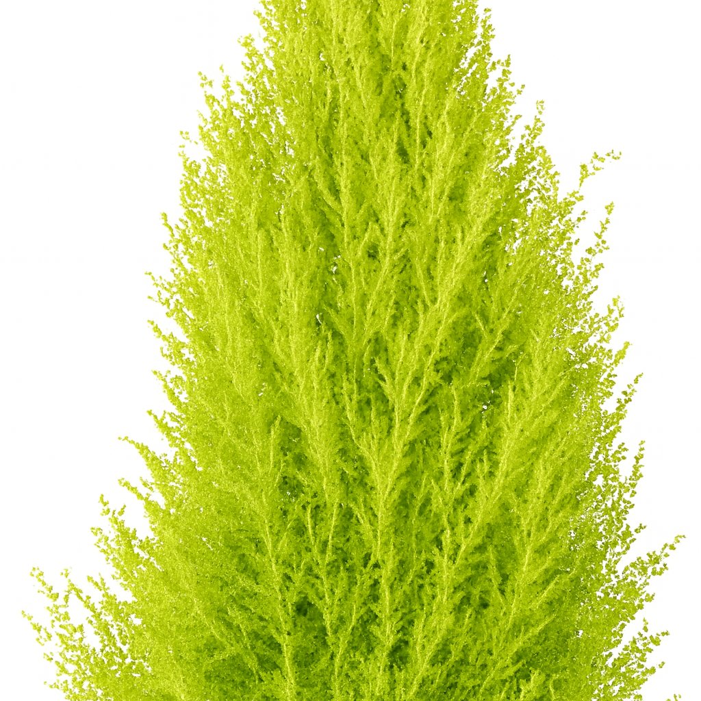 Cupressus Goldcrest Wilma - 90cm