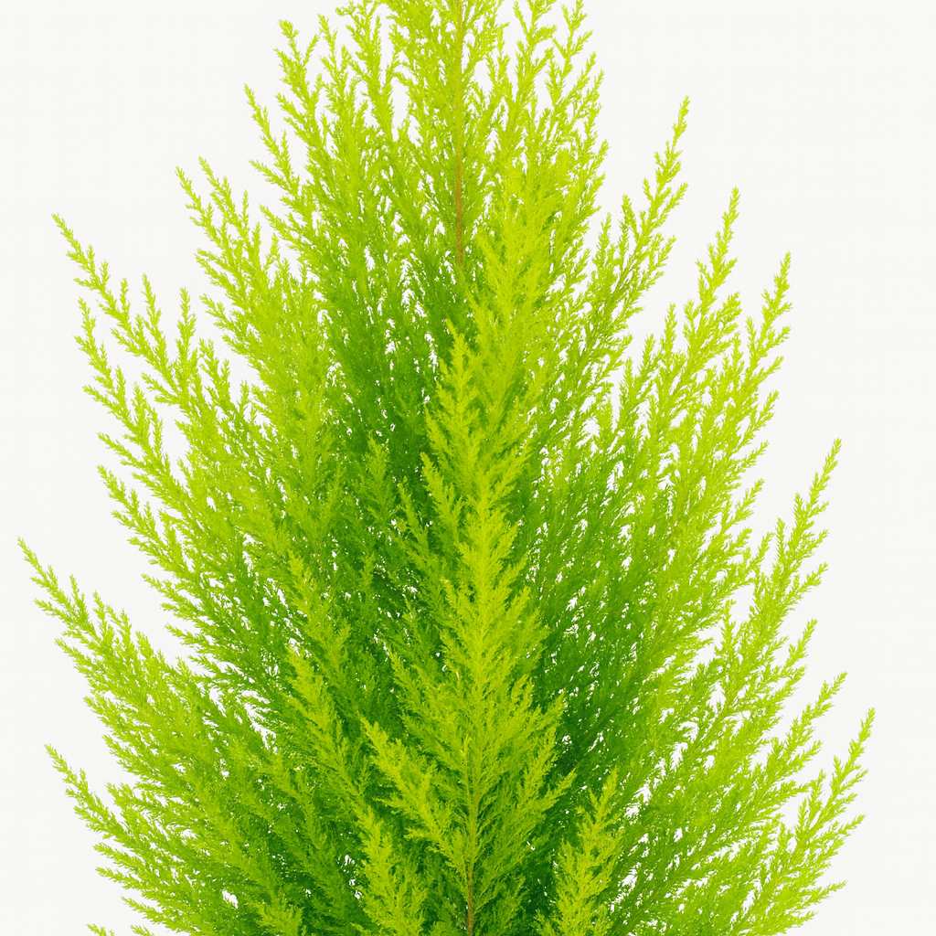 Cupressus Macrocarpa Goldcrest Wilma - 55cm