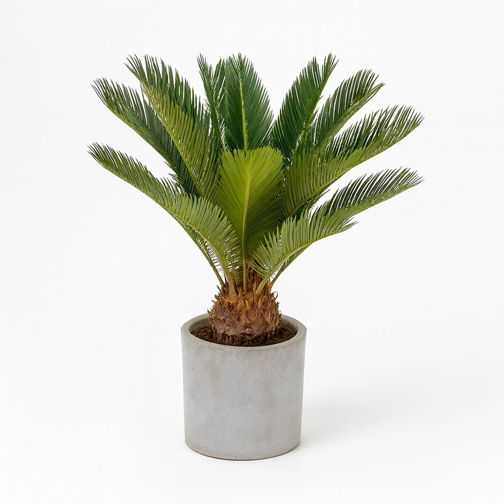Cycas Revoluta 60cm im 17cm Topf