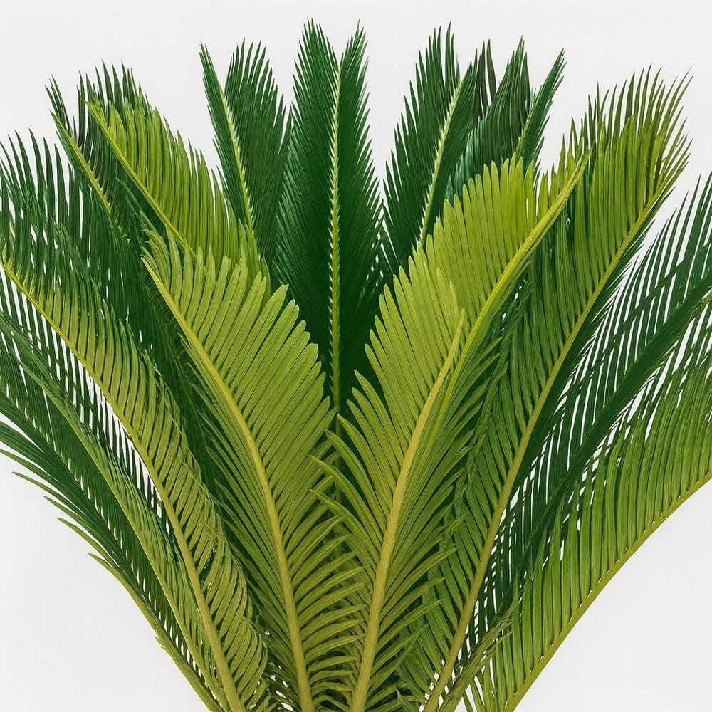 Cycas Revoluta 60cm Nahaufnahme