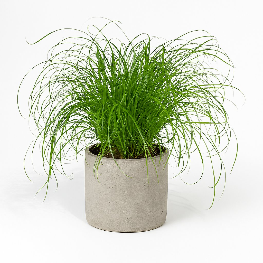 Cyperus Alternifolius - Katzengras - 20cm in einem modernen Studio mit modernem Topf