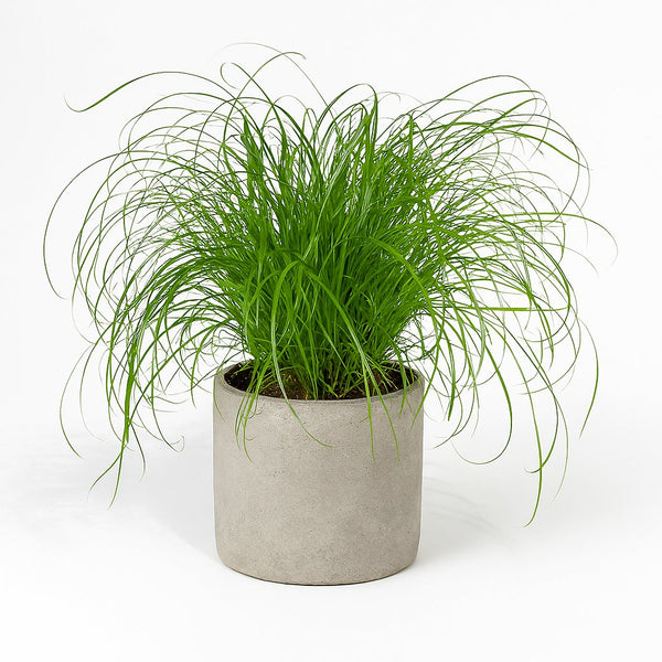 Cyperus Alternifolius - Katzengras 20cm im 12cm Topf
