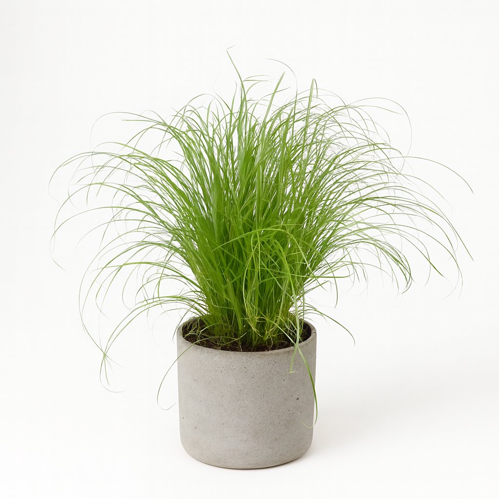 Cyperus Alternifolius Zumula - 28cm in einem modernen Studio mit modernem Topf