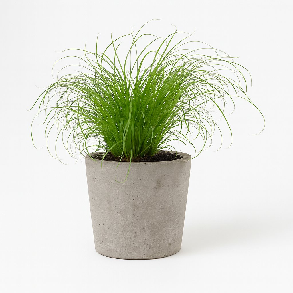 Cyperus Zumula - 23cm