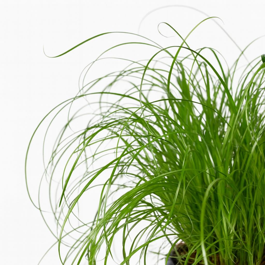 Cyperus Alternifolius - Katzengras - 20cm