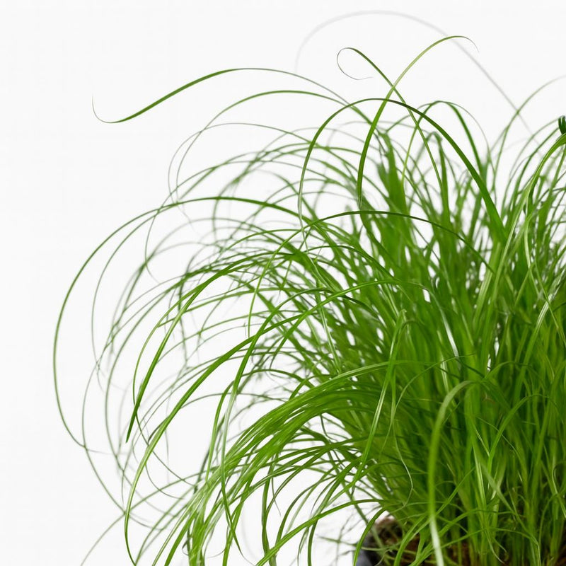 Cyperus Alternifolius - Katzengras Detail