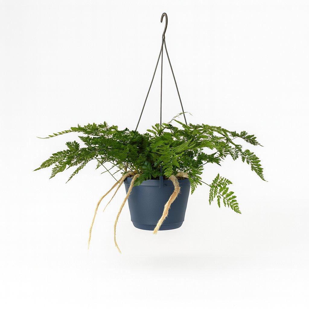 Davallia Bullata - 30cm in einem modernen Studio mit modernem Topf