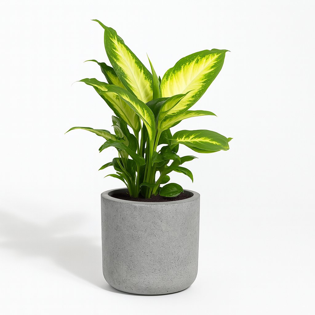 Dieffenbachia Camilla - 35cm in einem modernen Studio mit modernem Topf