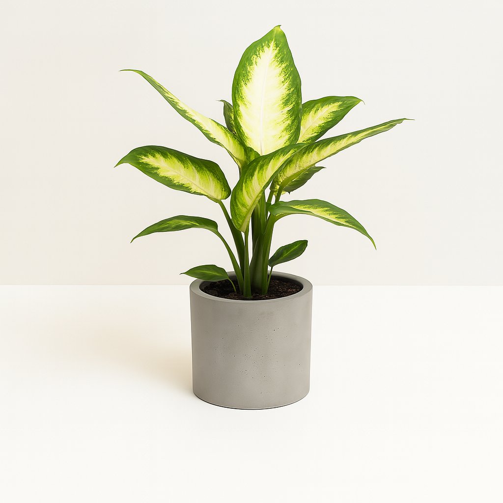 Dieffenbachia Camilla - 45cm in einem modernen Studio mit modernem Topf