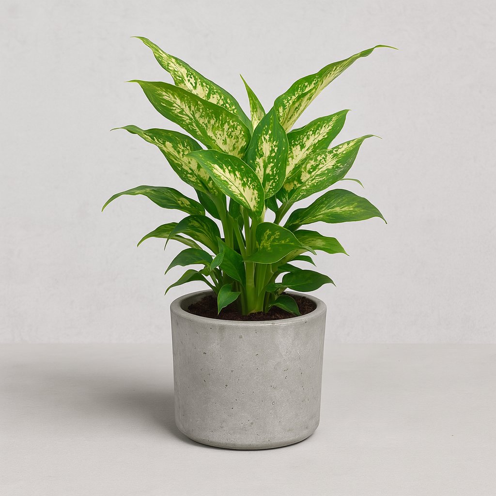 Dieffenbachia Compacta - 45cm