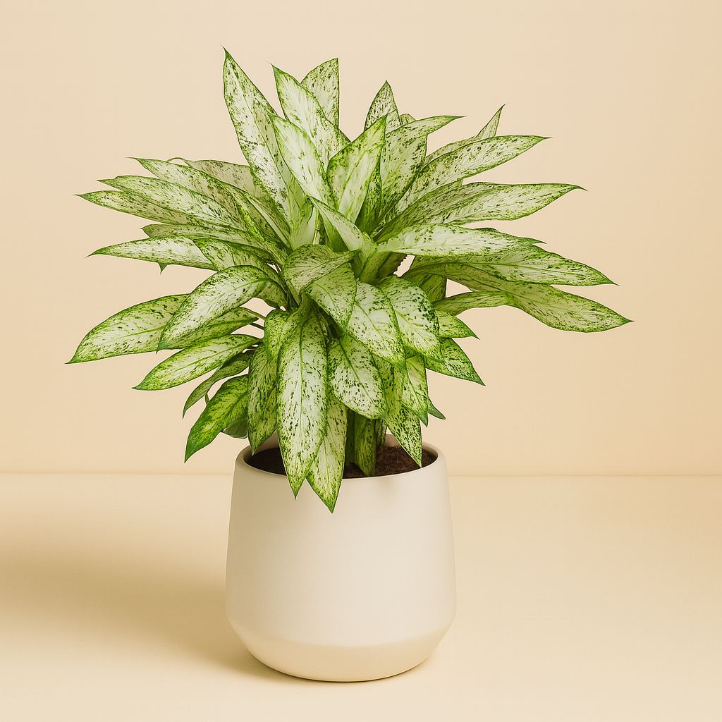 Dieffenbachia Vesuvius - 80cm