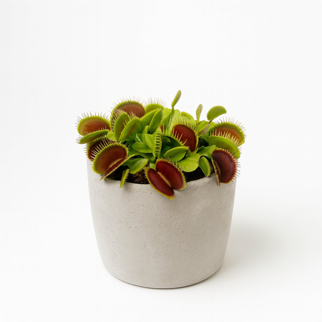 Dionaea Muscipula - 12cm in einem modernen Studio mit modernem Topf