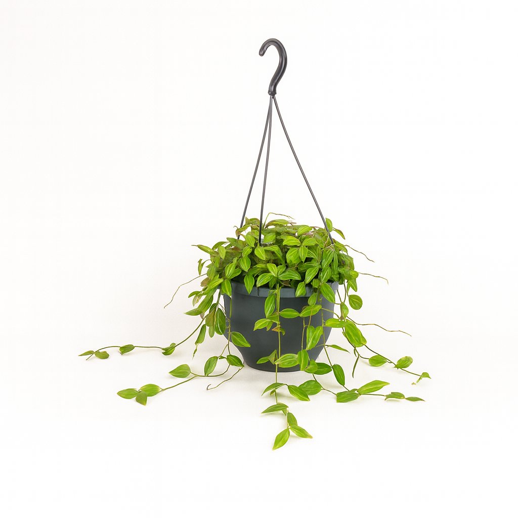 Dischidia Ovata - 40cm