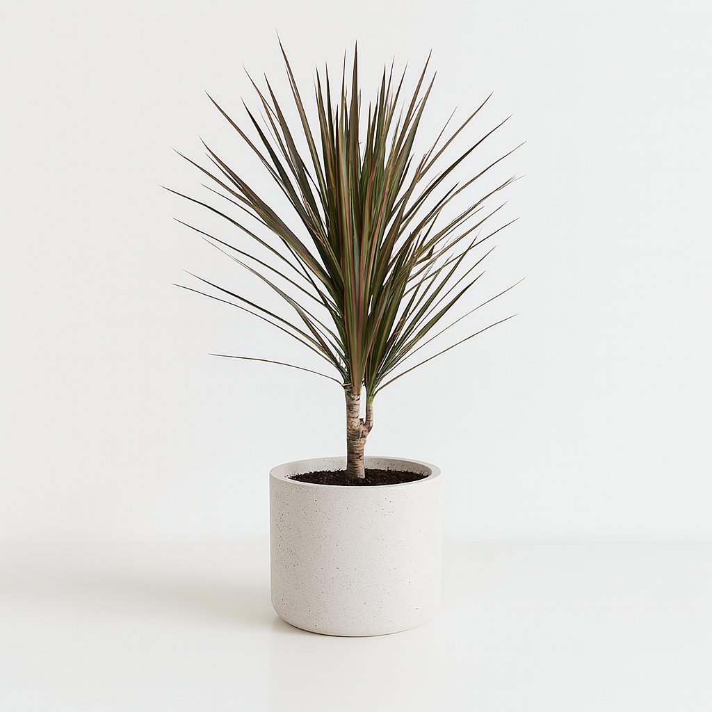 Dracaena Bicolor - 75cm in einem modernen Studio mit modernem Topf