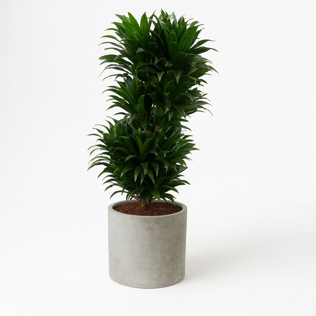 Dracaena Compacta - 100cm