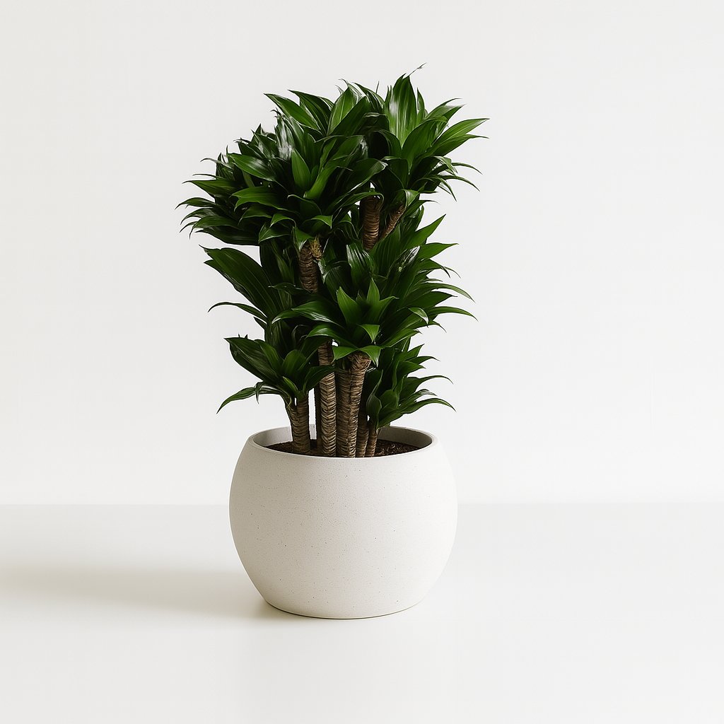 Dracaena Compacta - 80cm in einem modernen Studio mit modernem Topf