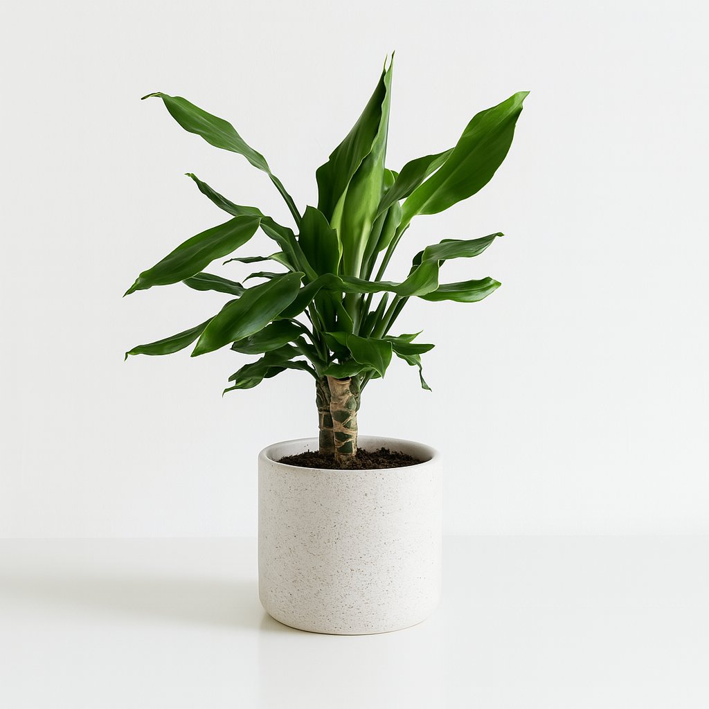 Dracaena Fagrans Steudneri Green - 55cm in einem modernen Studio mit modernem Topf