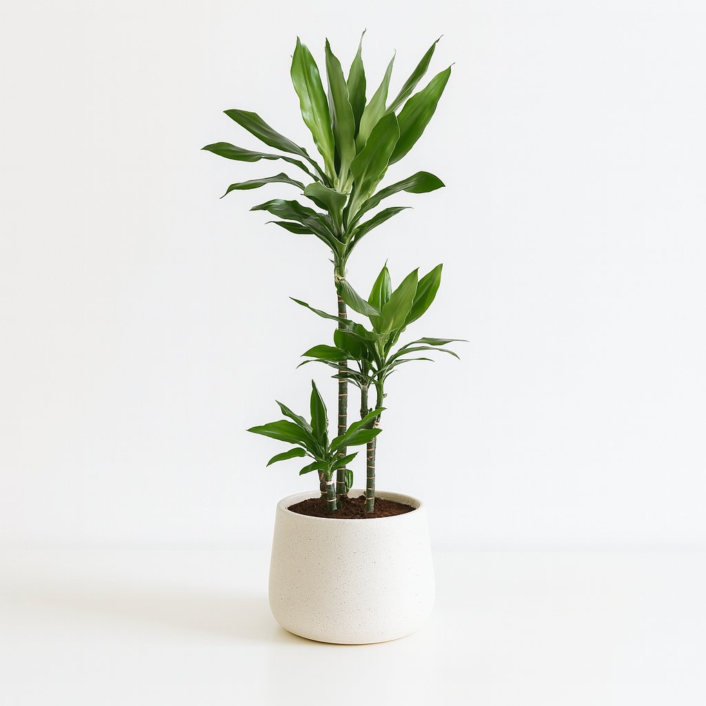 Dracaena Janet Lind - 130cm in einem modernen Studio mit modernem Topf
