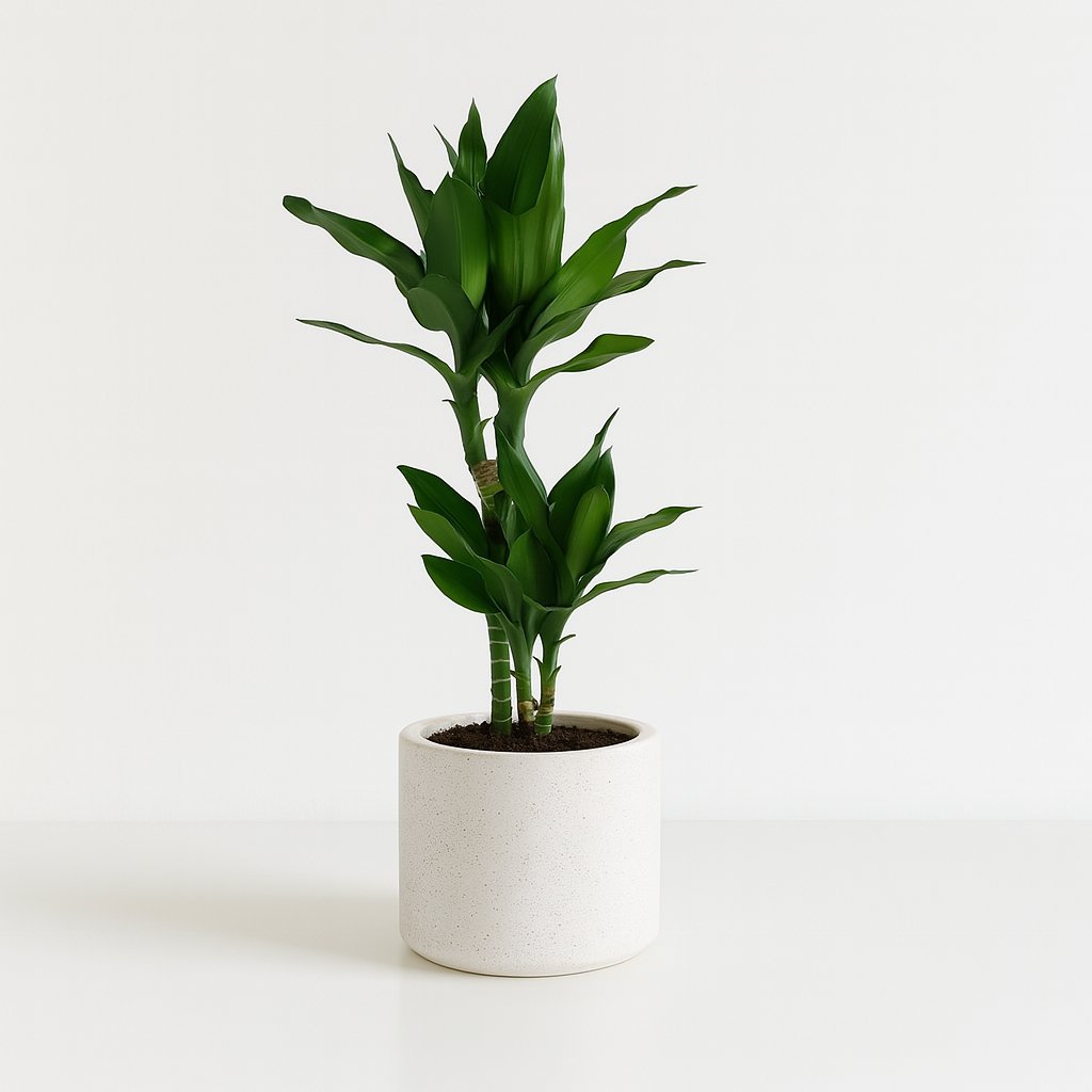 Dracaena Janet Lind - 70cm in einem modernen Studio mit modernem Topf
