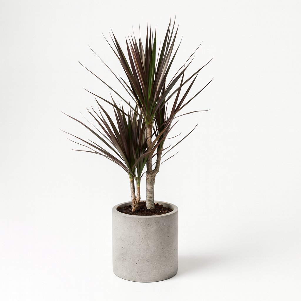 Dracaena Magenta - 80cm in einem modernen Studio mit modernem Topf