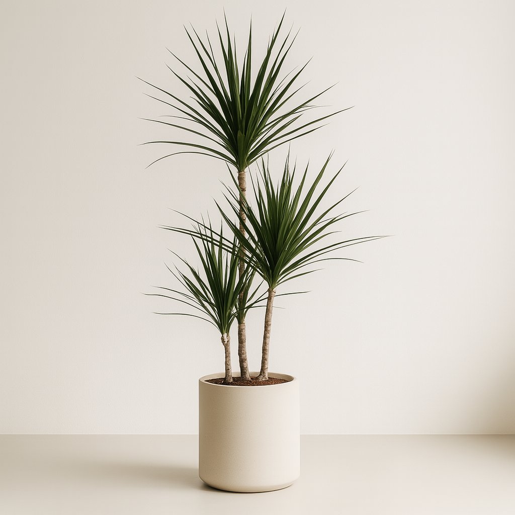 Dracaena Marginata - 115cm in einem modernen Studio mit modernem Topf