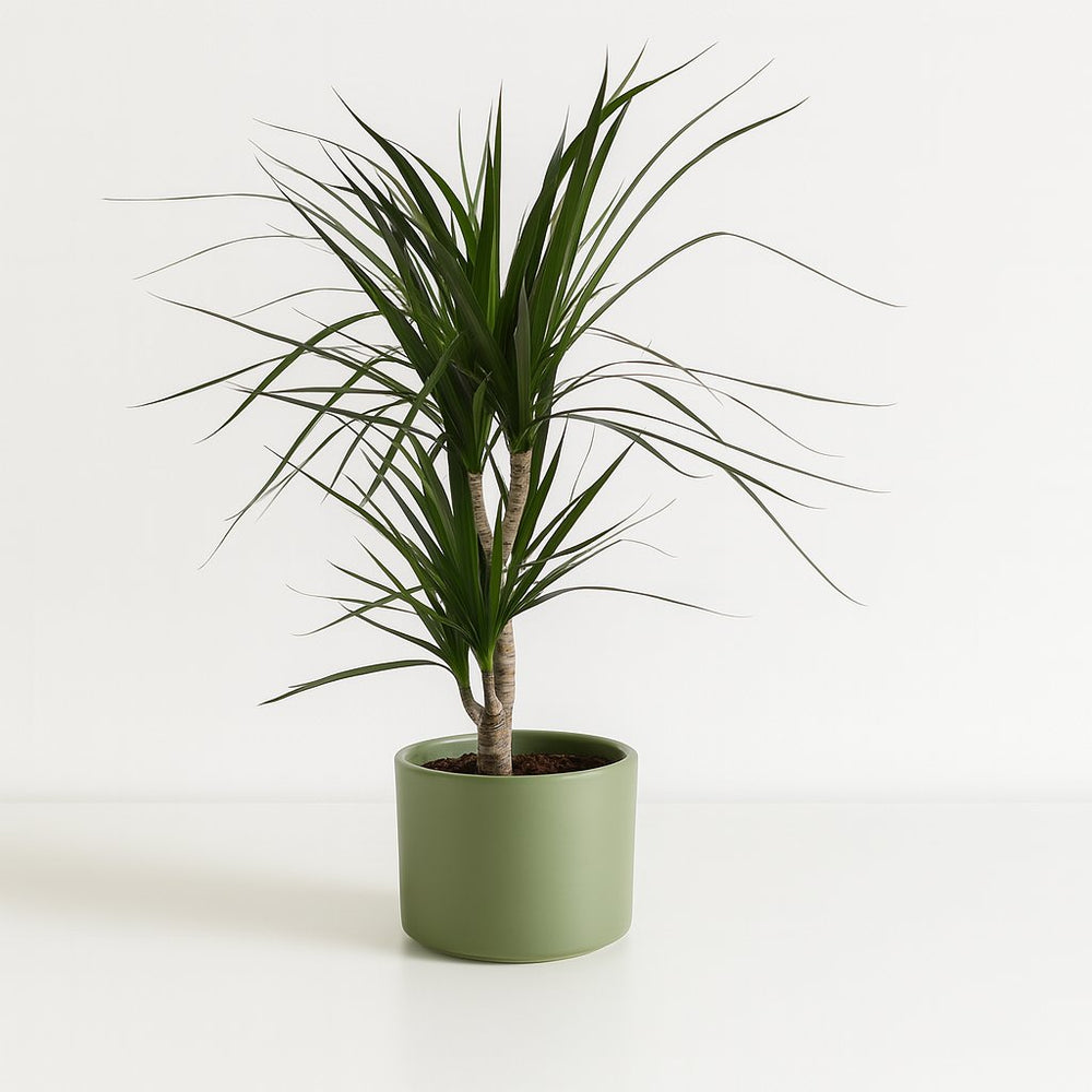 Dracaena Marginata 70cm im 14cm Topf