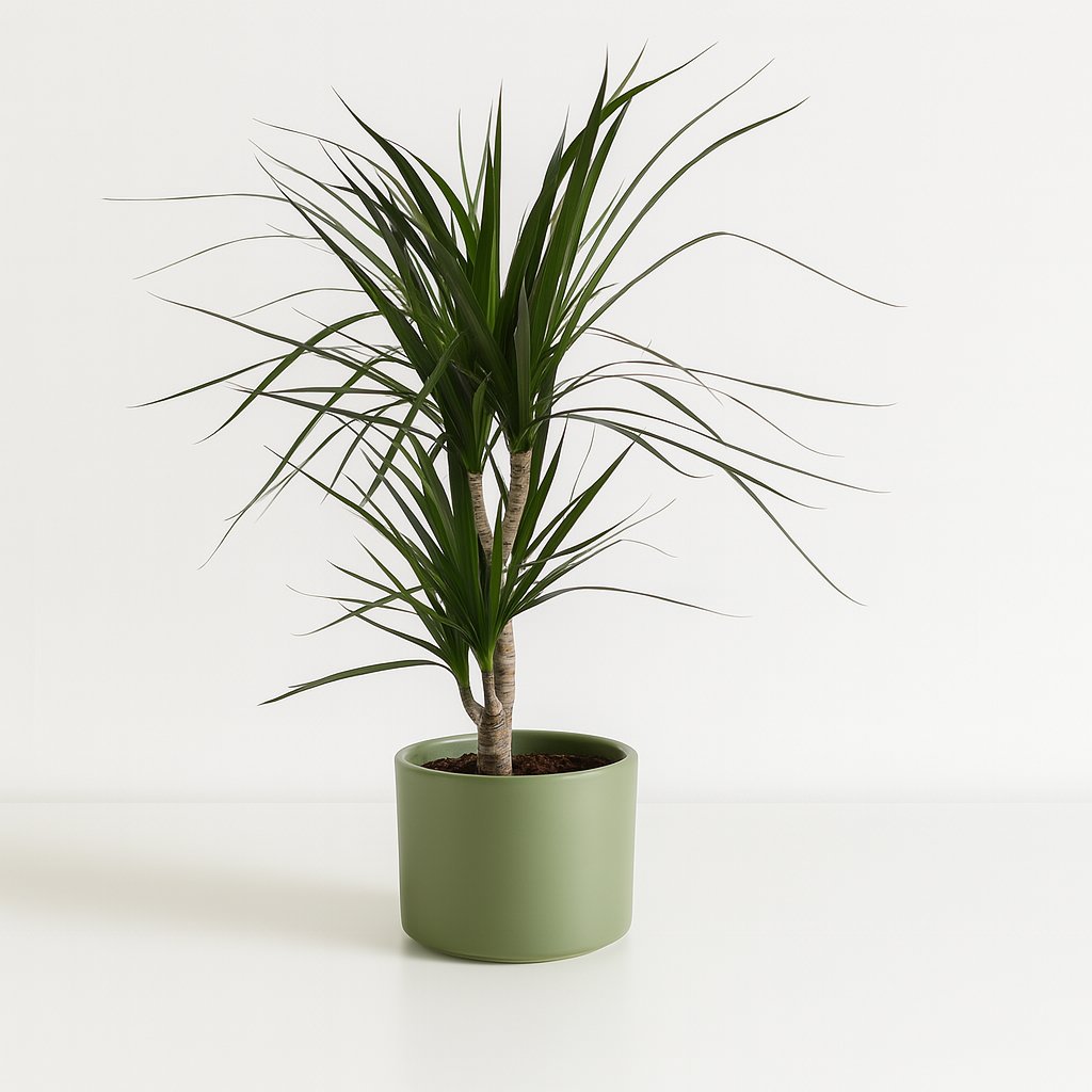 Dracaena Marginata - 70cm in einem modernen Studio mit modernem Topf