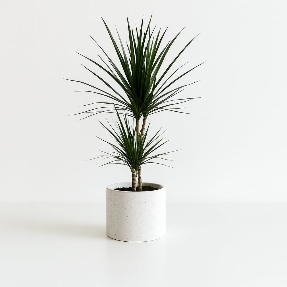 Dracaena Marginata 75cm im 17cm Topf