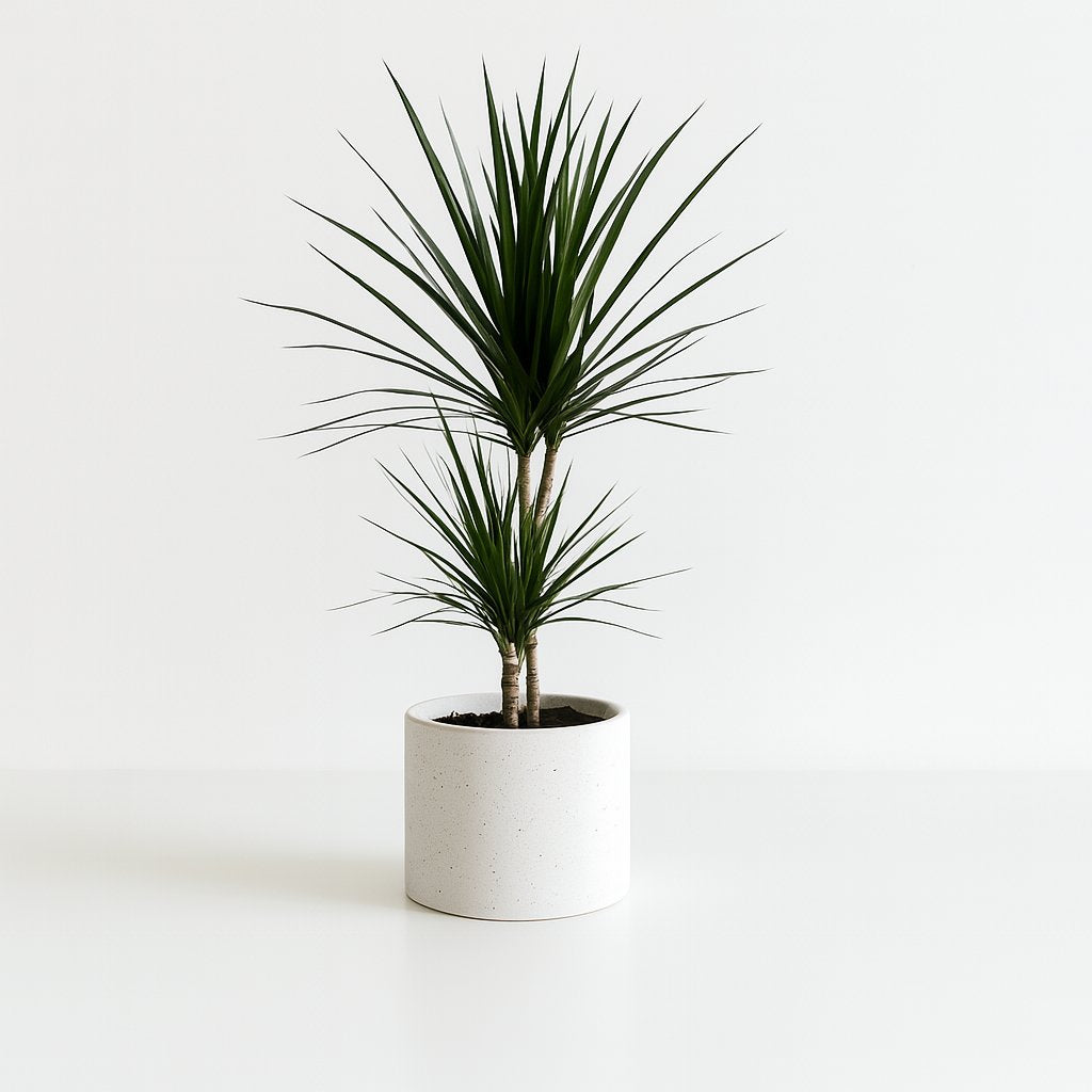 Dracaena Marginata - 75cm in einem modernen Studio mit modernem Topf