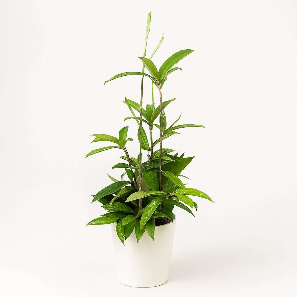 Dracaena Surculosa - 55cm in einem modernen Studio mit modernem Topf