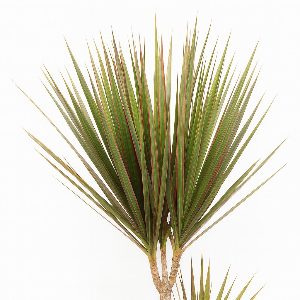 Dracaena Bicolor - 115cm