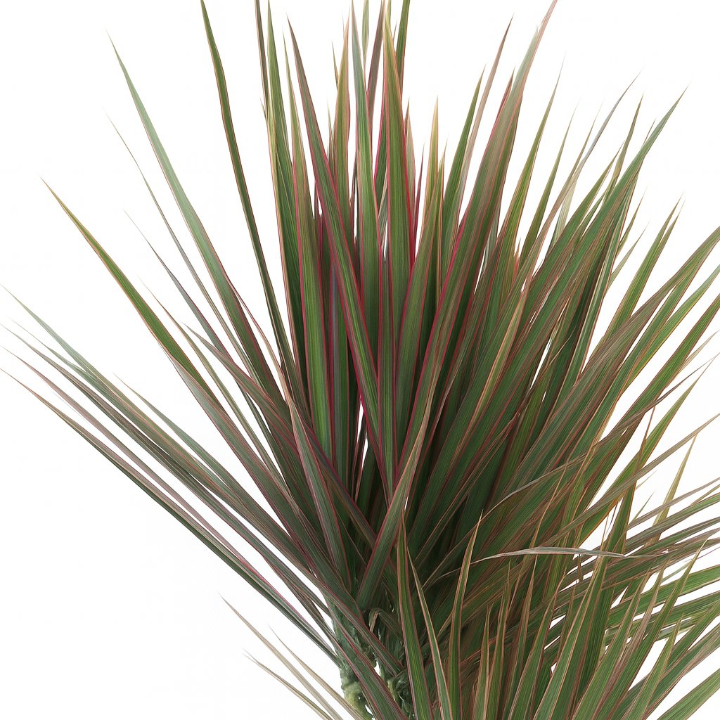 Dracaena Bicolor - 75cm