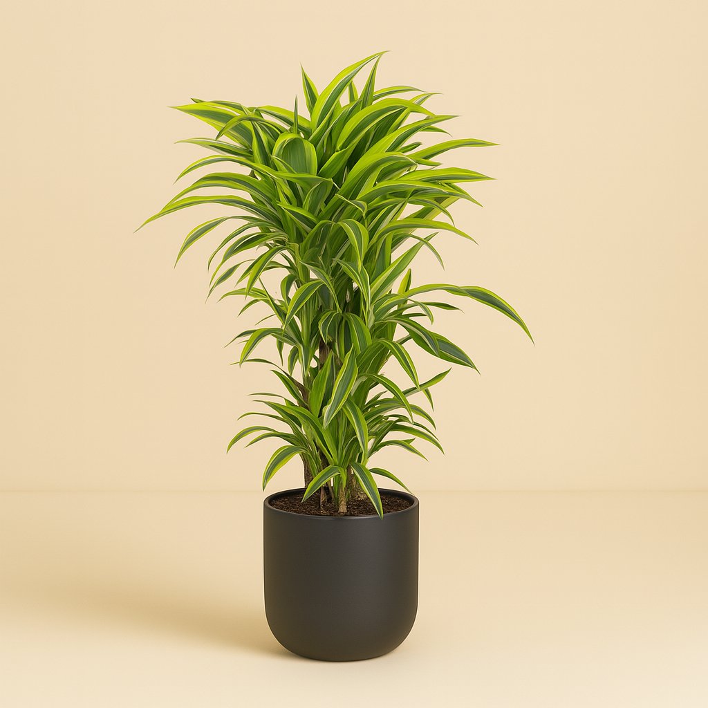 Dracaena Fragrans Lemon Lime - 120cm