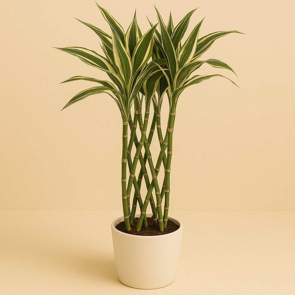Dracaena Godsefiana 75cm im 19cm Topf