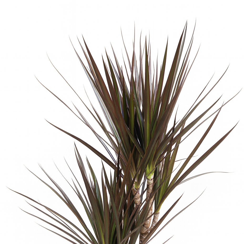 Dracaena Magenta - 80cm